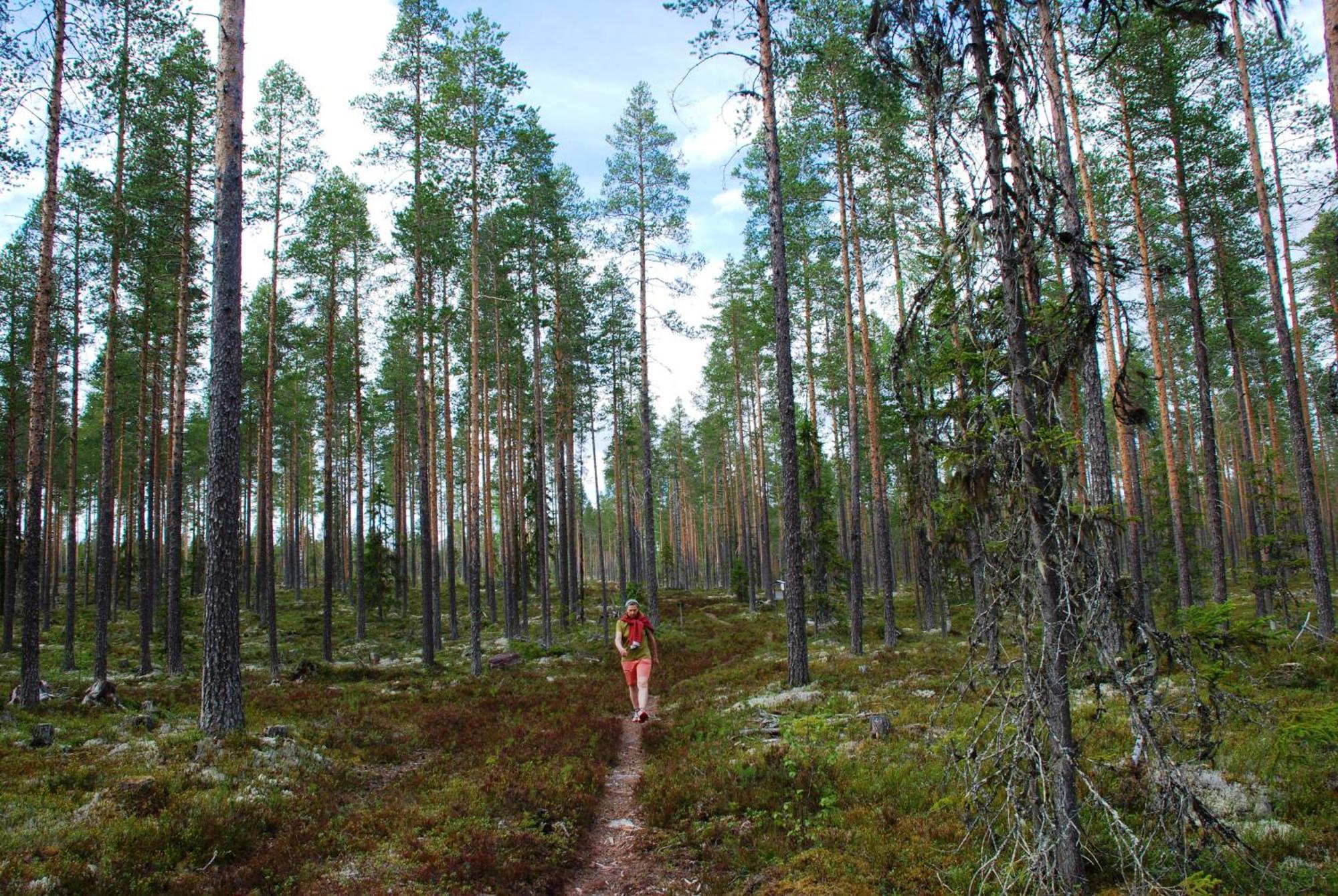 Hytte fra 1721 i naturskjønne omgivelser Ljørdal Eksteriør bilde