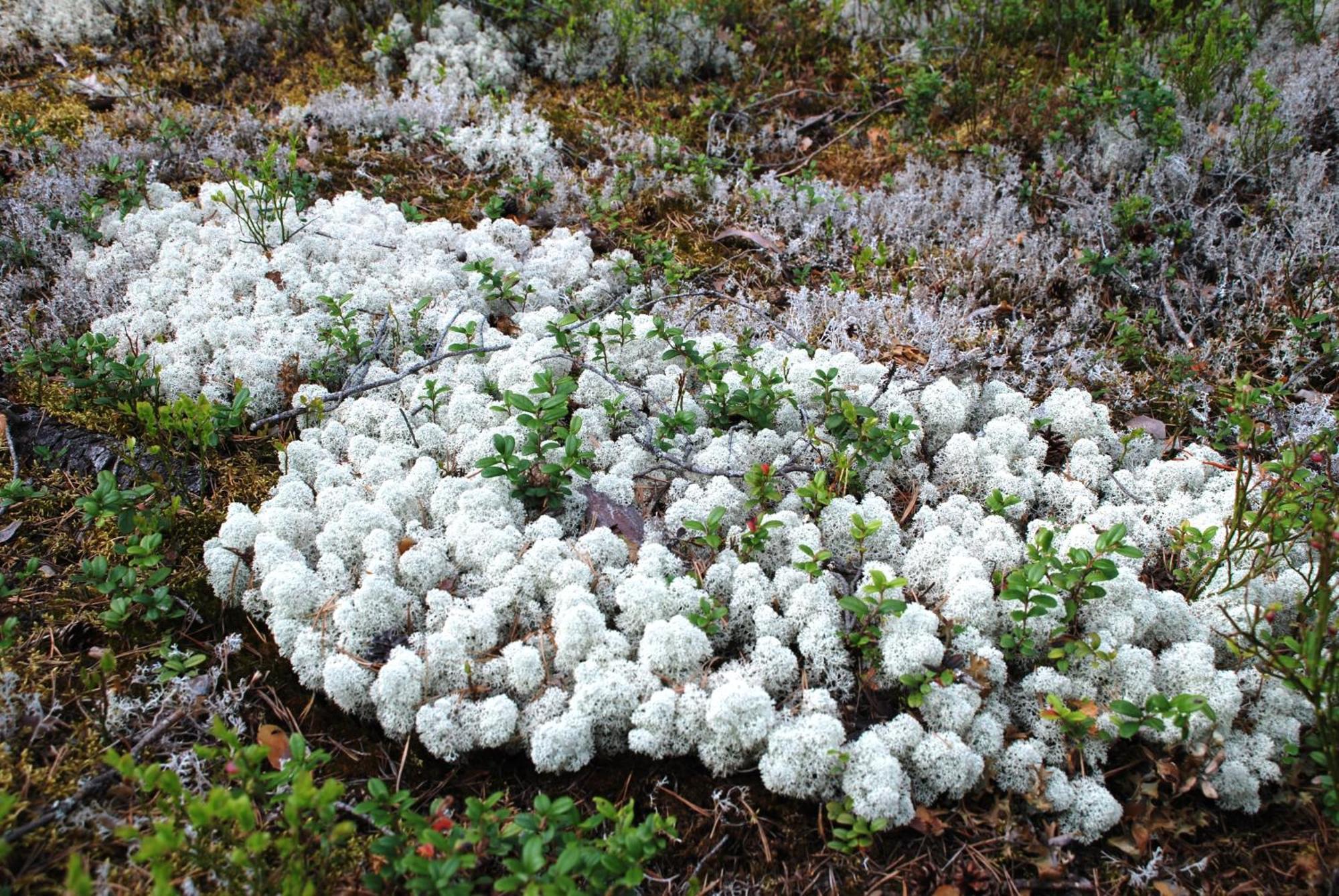 Hytte fra 1721 i naturskjønne omgivelser Ljørdal Eksteriør bilde