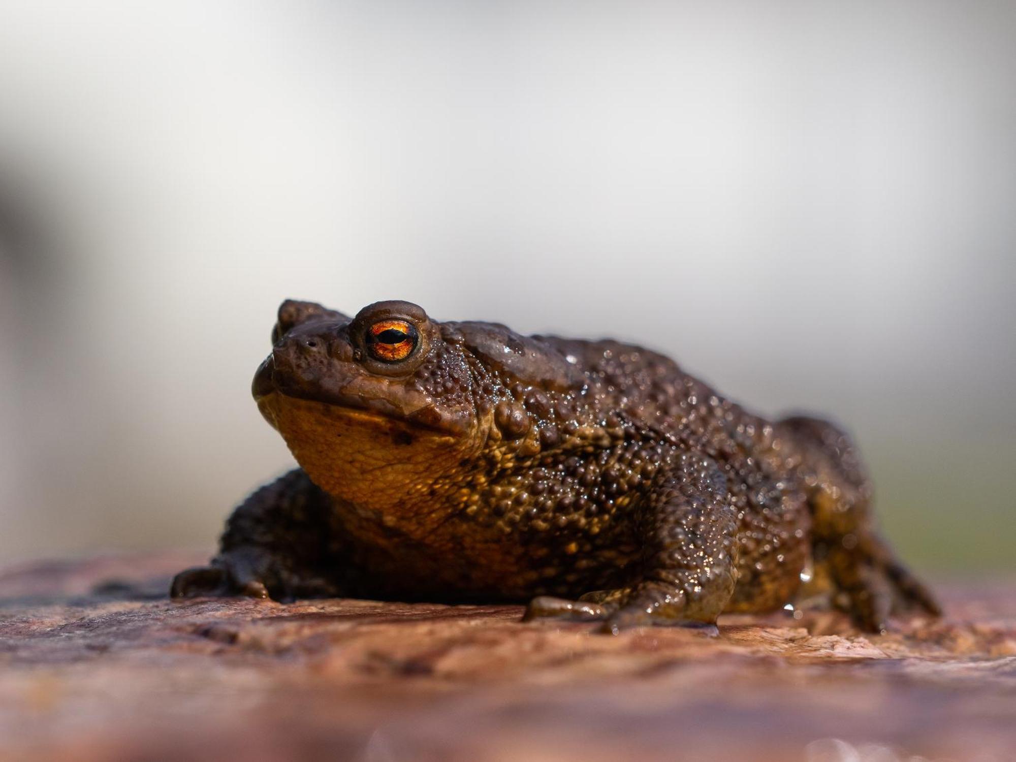 Hytte fra 1721 i naturskjønne omgivelser Ljørdal Eksteriør bilde