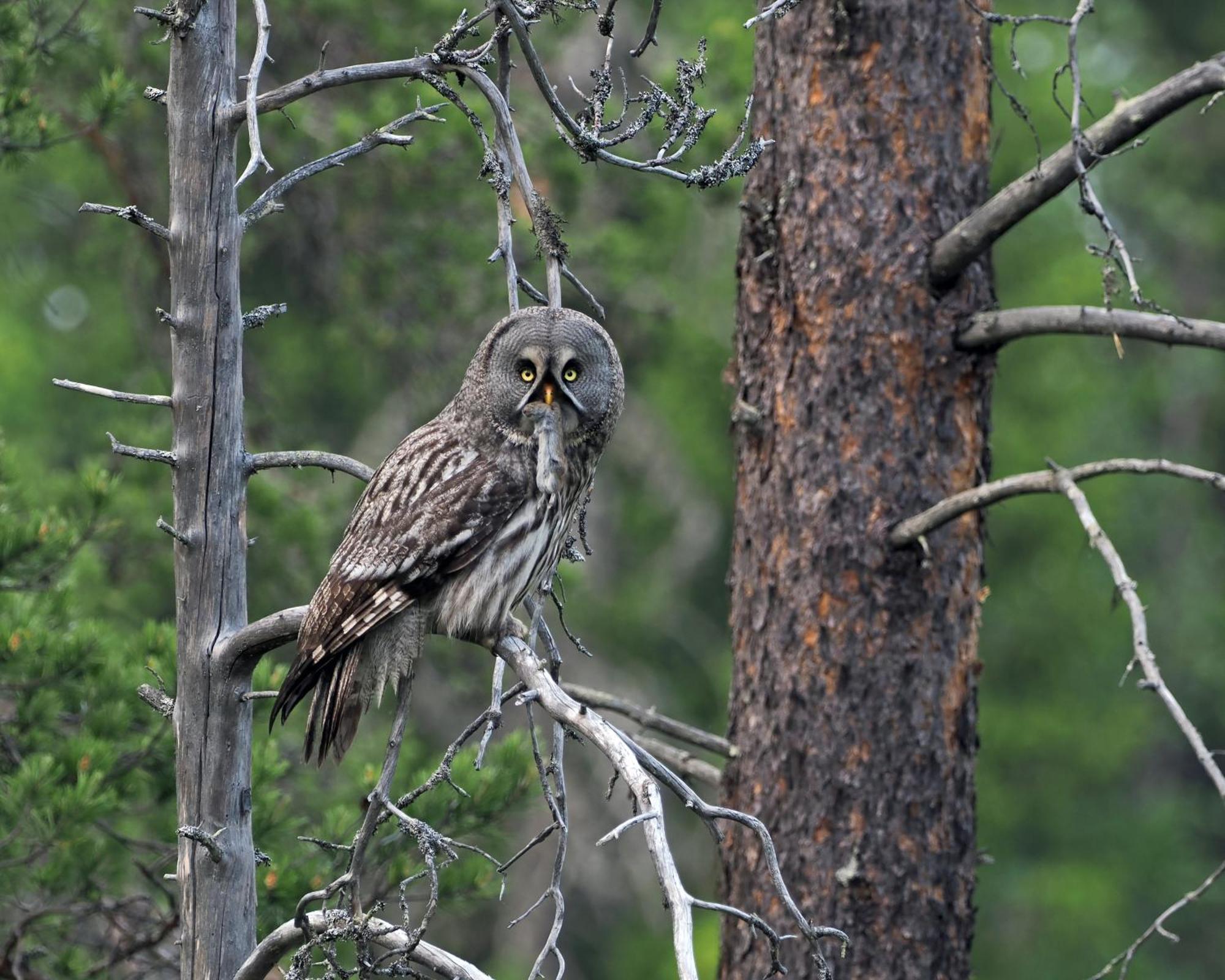 Hytte fra 1721 i naturskjønne omgivelser Ljørdal Eksteriør bilde