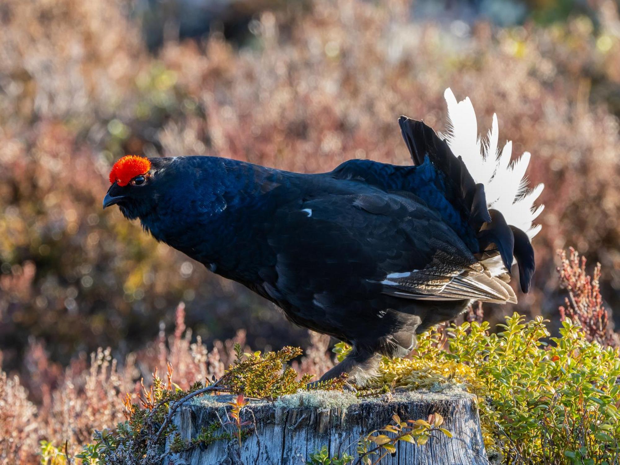 Hytte fra 1721 i naturskjønne omgivelser Ljørdal Eksteriør bilde