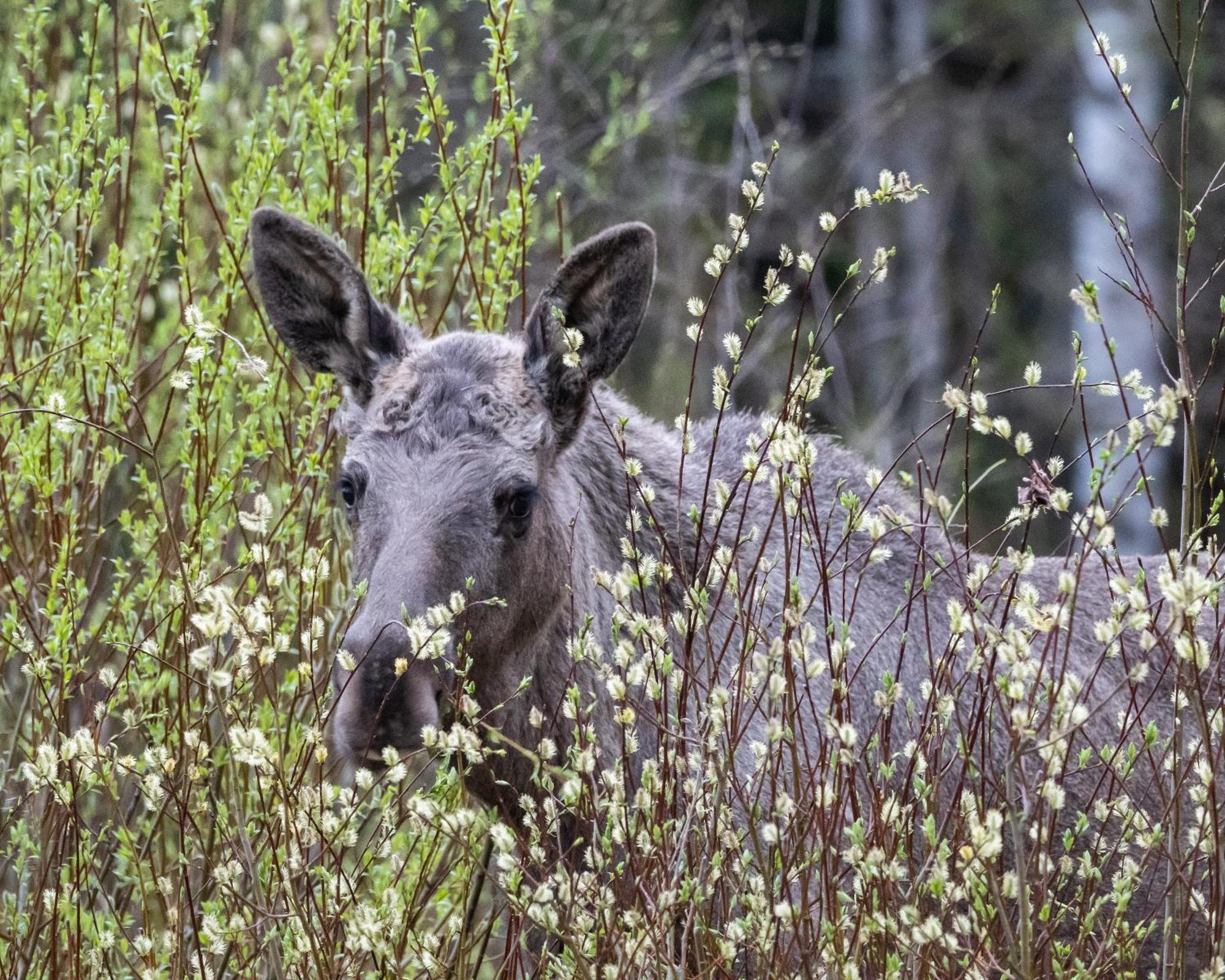 Hytte fra 1721 i naturskjønne omgivelser Ljørdal Eksteriør bilde