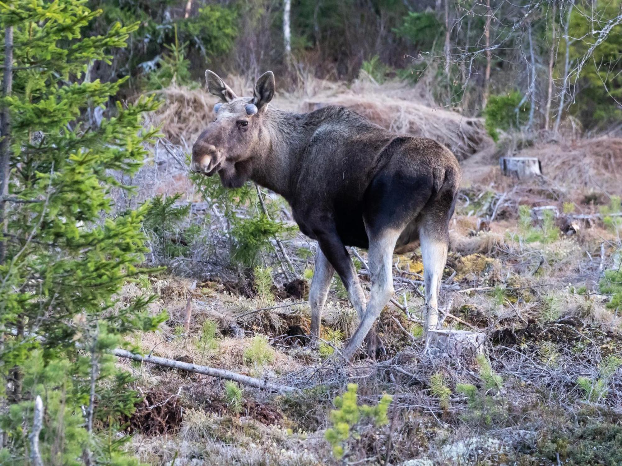 Hytte fra 1721 i naturskjønne omgivelser Ljørdal Eksteriør bilde